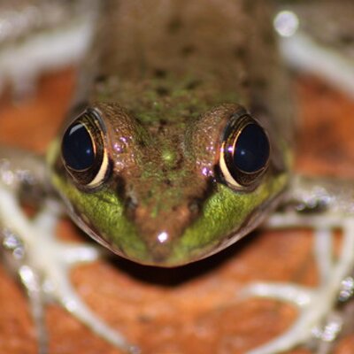 Profile Picture of Jeremy Pink (@PossumKilla) on Twitter