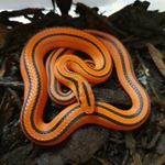 Profile Picture of Sean Howlett (@castle_colubrids) on Instagram