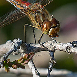 Profile Picture of Kelumdon (@kelumdon) on Flickr