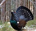 Profile Picture of Western capercaillieon Wikipedia