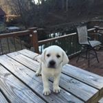 Profile Picture of Douglas Dalton (@atlantasbestpuppies) on Instagram