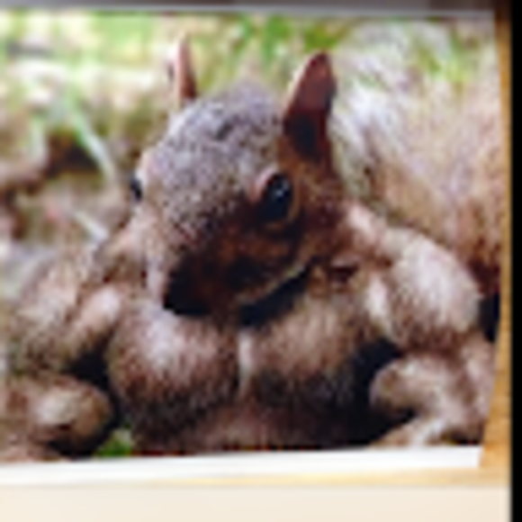 Wheaton Squirrel - Poshmark Profile Picture of Wheaton Squirrel (@marvinmeador) on Poshmark