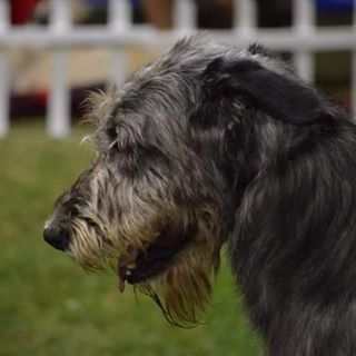 Profile Picture of Joanne Mullen (Broughadowey Irish Wolfhounds) (@joanne.mullen.37) on Facebook