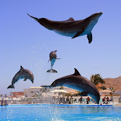 Profile Picture of Dax Thomas (@daxthomas3483) on Youtube