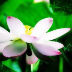 Profile Picture of Rikki Cordero (@caralilly) on Instagram