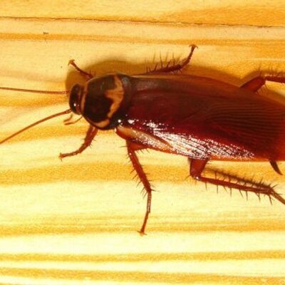 Profile Picture of Reggie Roach (@ReggieThaRoach) on Twitter