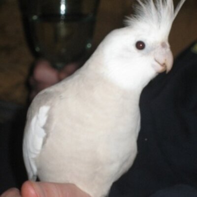 Profile Picture of Paul Brabham (@Freckleswhistle) on Twitter