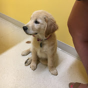 Profile Picture of Kyle Rodrigues (@kylerodrigues7110) on Youtube