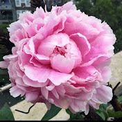 Profile Picture of Heidi Hsu (@hsuheidi) on Youtube