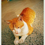 Profile Picture of Keith Wang (@keithwang3849) on Youtube