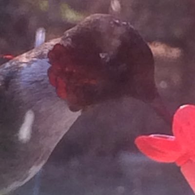 Profile Picture of C S 😳 (@Chris_Sifford) on Twitter