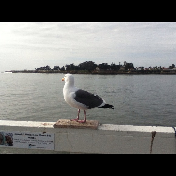 Deanne Steger - Poshmark Profile Picture of Deanne Steger (@stgrbys) on Poshmark