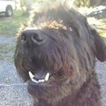 Profile Picture of Brian Atchue (@atchuebrian) on Instagram