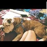 Profile Picture of David Rhea (@utslim1133) on Instagram