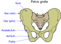 Profile Picture of Pubis (bone)on Wikipedia