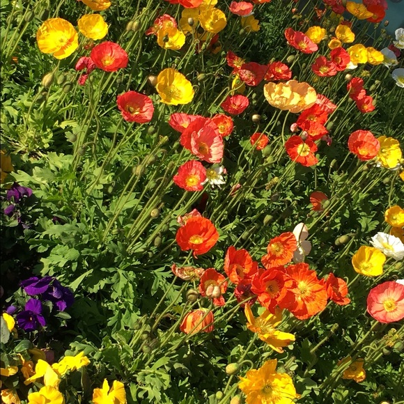 Profile Picture of Faye Liu (@faye6236) on Poshmark