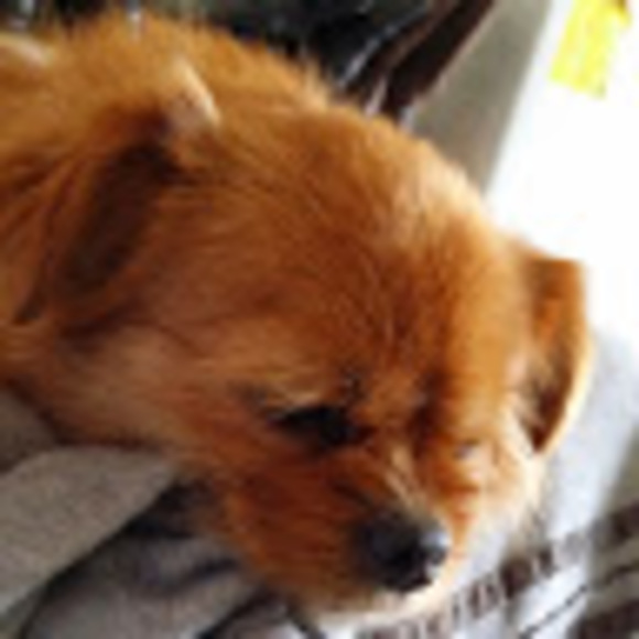 Mar Macaspac - Poshmark Profile Picture of Mar Macaspac (@betup1124) on Poshmark