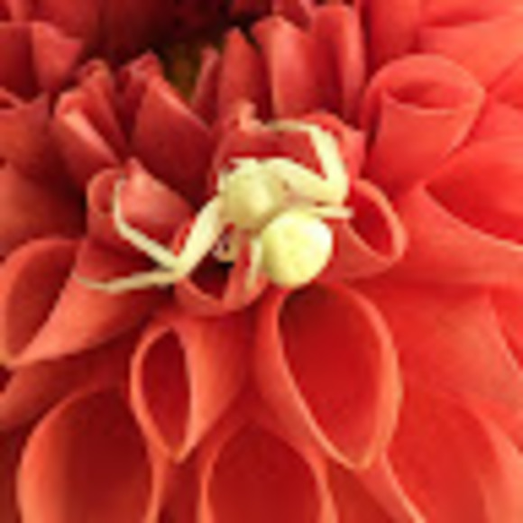 Profile Picture of Kiersten Gustafson (@kgbloom) on Poshmark