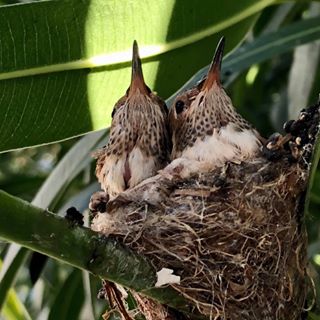 Profile Picture of Dee Sciaraffa (@dee.sciaraffa) on Facebook