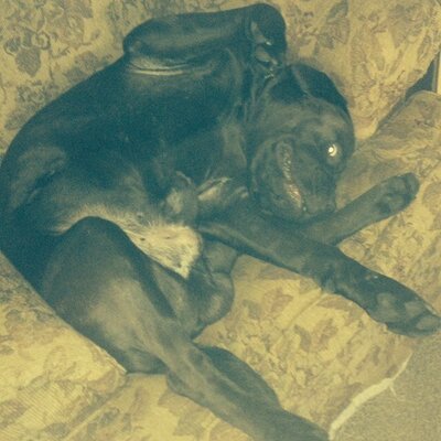Profile Picture of Jodi Darrow (@DarrowJodi) on Twitter