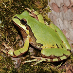 Profile Picture of Nicholas Pederson (@aplomado/) on Flickr