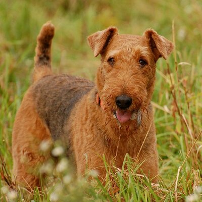 Profile Picture of Scott Lichty (@Bobspheasant) on Twitter