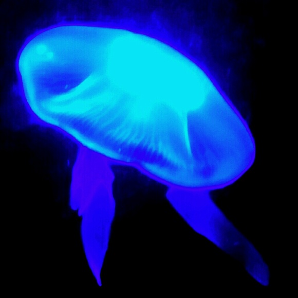 Profile Picture of Skyler Jackson (@artistgallery) on Poshmark