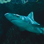 Profile Picture of Robert Kaniewski (@robert_kaniewski) on Instagram