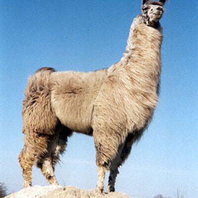 Profile Picture of Joe Llama (@Heyhowsthesoup) on Twitter