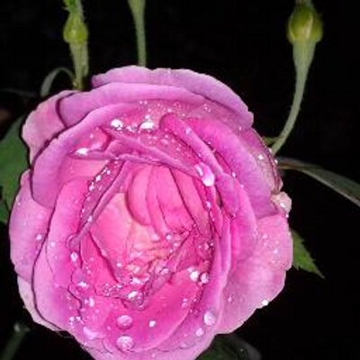 Profile Picture of Nancy Mathew (@nancymathew2) on Twitter
