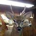 Profile Picture of Darrell Ledford (Darrell's Taxidermy llc) (@darrell.ledford.12) on Facebook