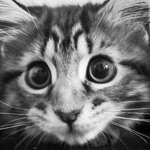 Profile Picture of Lauren Perkins (@xlauren_jadex) on Myspace