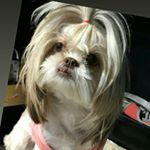 Profile Picture of Lucy&mom (@lucy_shihtzu_dog) on Instagram