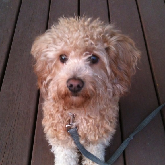 Profile Picture of Sarah Earls (@earls2011) on Poshmark