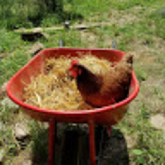 Profile Picture of Gwen Macchione (@mystery221) on Poshmark