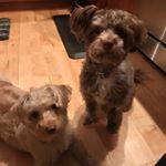 Profile Picture of Walter John & Theodore Francis (@walter_and_ted) on Instagram