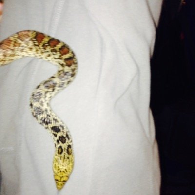 Profile Picture of Sophia Wilkins (@sophialwilkins) on Twitter