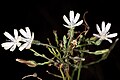 Profile Picture of Lactuca inermison Wikipedia