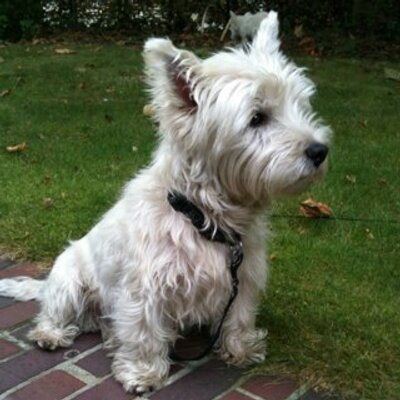 Profile Picture of Michael Scarfe (@Yorkie0274) on Twitter