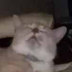 Profile Picture of sam (@sam.palmateer) on Instagram