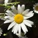 Profile Picture of JoEllen Corey Gruver (@jmgruver777) on Pinterest