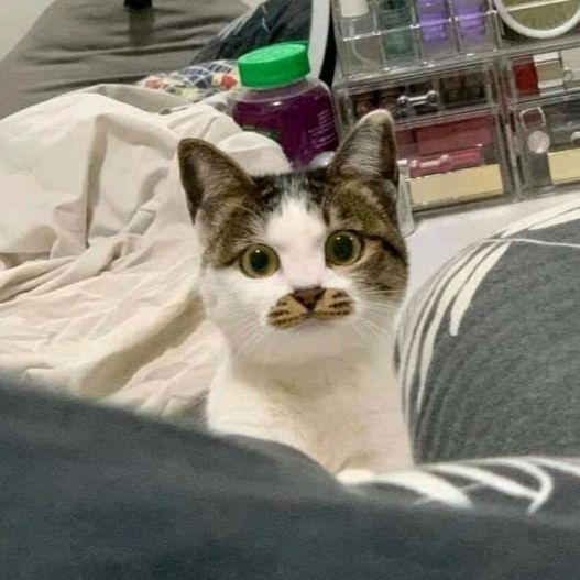 JohnGunHoe - Tiktok Profile Picture of JohnGunHoe (@@johngohoe) on Tiktok