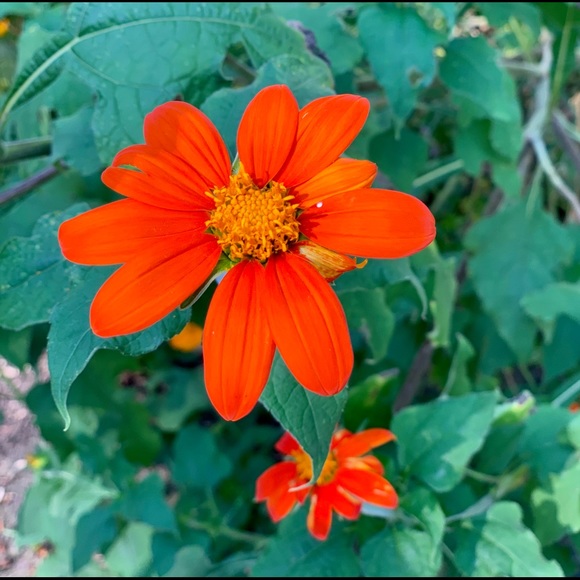 Profile Picture of Sonja Jansons (@sonjansons) on Poshmark