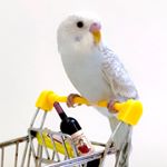 Profile Picture of My blue & silver love bird (@alice_uo) on Instagram