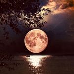 Profile Picture of David Lyons 🇯🇲 (@firelyons) on Instagram