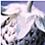 Profile Picture of Joanne Bailey (@harlequin magpie) on Flickr