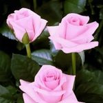 Profile Picture of Raji Joseph (@raji3331) on Instagram