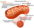 Profile Picture of Mitochondrial matrixon Wikipedia