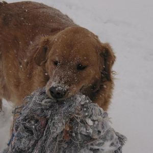 Profile Picture of Fred Rinaldi (@freddog1) on Myspace