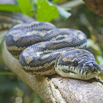 Profile Picture of Lance Bray (@aardvaarkau) on Flickr